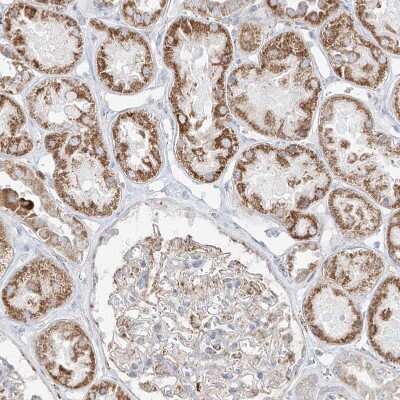 Immunohistochemistry-Paraffin: ETHE1 Antibody [NBP1-81689]
