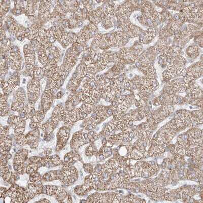 Immunohistochemistry-Paraffin: ETHE1 Antibody [NBP1-81689]