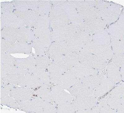 Immunohistochemistry-Paraffin: ETHE1 Antibody [NBP1-81689]