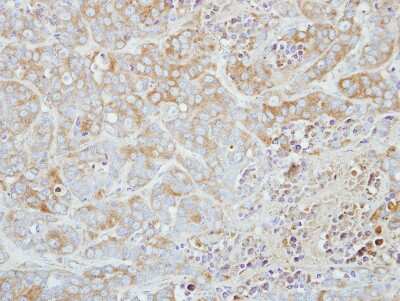 Immunohistochemistry-Paraffin: ETHE1 Antibody [NBP2-16385]