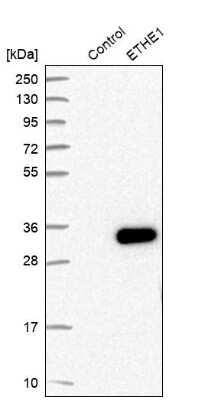 Western Blot: ETHE1 Antibody [NBP1-81688]