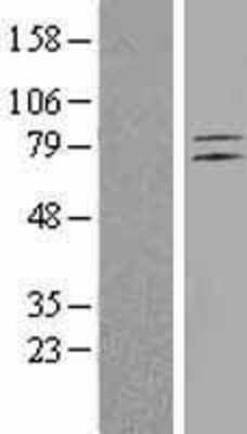 Western Blot: ELTD1/ETL Overexpression Lysate [NBL1-10251]