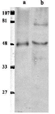 Western Blot: ETS1 associated protein II AntibodyBSA Free [NB600-247]