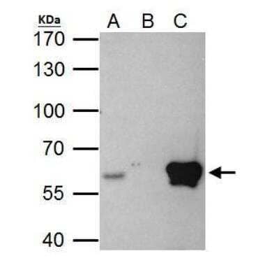 Immunoprecipitation: ETS2 Antibody [NBP2-14951]