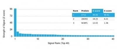 Protein Array: ETS2 Antibody (PCRP-ETS2-1D9) - Azide and BSA Free [NBP3-14209]