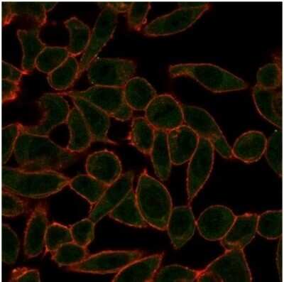 Immunocytochemistry/ Immunofluorescence: ETS2 Antibody (PCRP-ETS2-1D9) [NBP3-13877]