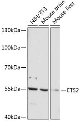 Western Blot: ETS2 AntibodyAzide and BSA Free [NBP3-04070]