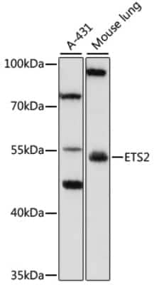 Western Blot: ETS2 AntibodyAzide and BSA Free [NBP3-04749]