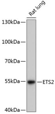 Western Blot: ETS2 AntibodyAzide and BSA Free [NBP3-04763]