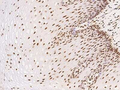 Immunohistochemistry-Paraffin: ETV3 Antibody [NBP2-98676]
