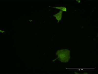 Immunocytochemistry/ Immunofluorescence: EVA1/MPZL2 Antibody (2E10) [H00010205-M06]