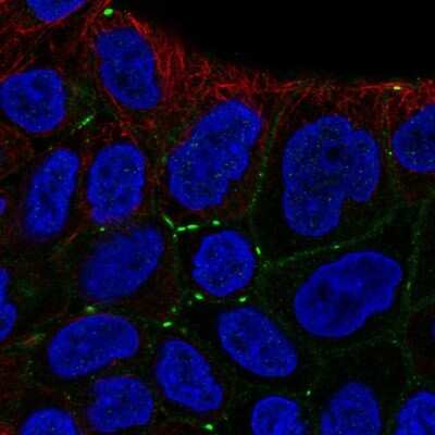 Immunocytochemistry/ Immunofluorescence: EVA1/MPZL2 Antibody [NBP2-31836]