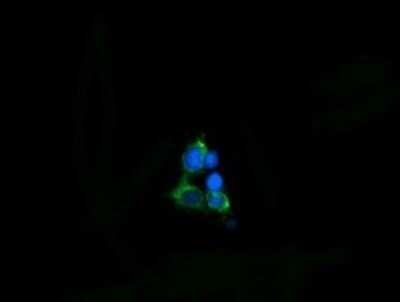 Immunocytochemistry/ Immunofluorescence: EVA1/MPZL2 Antibody (OTI2C7) - Azide and BSA Free [NBP2-71553]