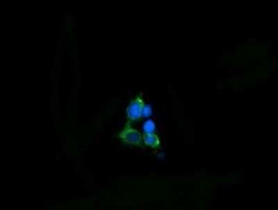 Immunofluorescence: EVA1/MPZL2 Antibody (OTI2C7) [NBP2-45835]