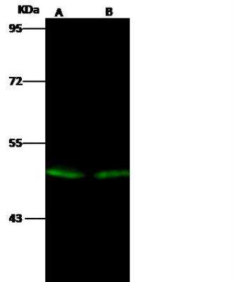 Western Blot: EVI2B Antibody [NBP2-99056]