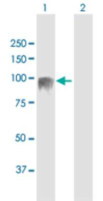 Western Blot: EVI5L Antibody [H00115704-B01P]