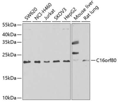 Western Blot: EVORF AntibodyAzide and BSA Free [NBP3-03321]