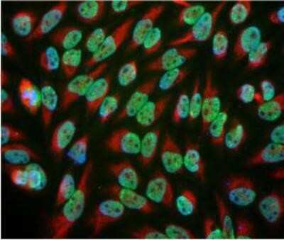 Immunocytochemistry/ Immunofluorescence: EWSR1 Antibody (5H7) [NBP1-92686]