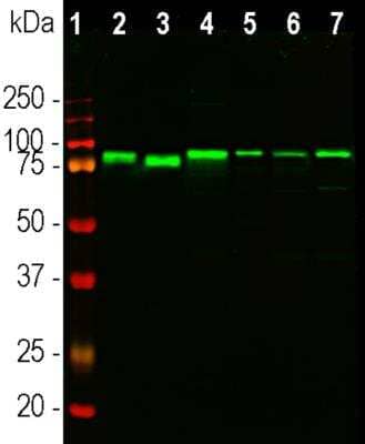Western Blot: EWSR1 Antibody (5H7) [NBP1-92686]