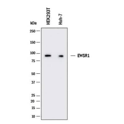 Western Blot: EWSR1 Antibody (5H7) [NBP1-92686]