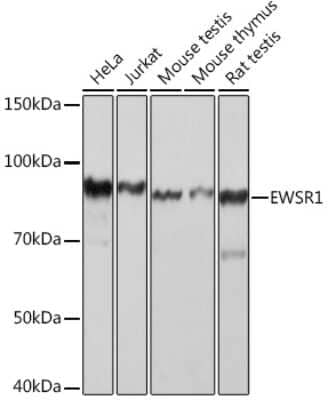 Western Blot: EWSR1 Antibody (9G3H1) [NBP3-16845]