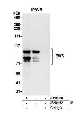 Immunoprecipitation: EWSR1 Antibody [NB200-183]