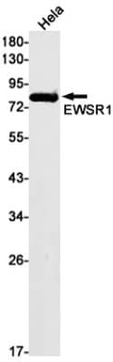 Western Blot: EWSR1 Antibody (S04-4B3) [NBP3-19628]