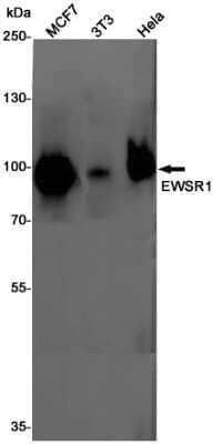 Western Blot: EWSR1 Antibody (S09-3A7) [NBP3-14931]