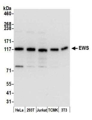 Western Blot: EWSR1 Antibody [NB200-182]