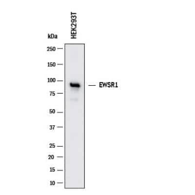 Western Blot: EWSR1 Antibody [NB200-182]