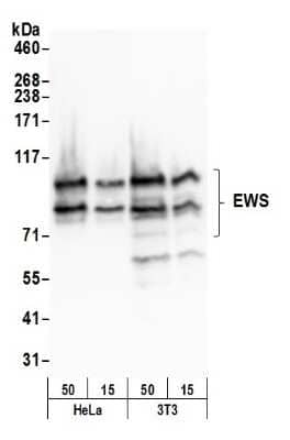 Western Blot: EWSR1 Antibody [NB200-183]