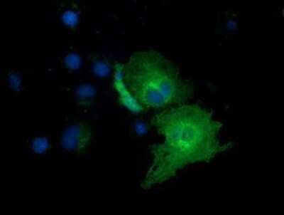 Immunocytochemistry/ Immunofluorescence: EXD1 Antibody (OTI5B5) - Azide and BSA Free [NBP2-72443]