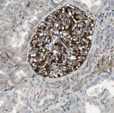 Immunohistochemistry-Paraffin: EXD2 Antibody [NBP1-88405]