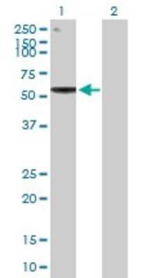 Western Blot: EXD2 Antibody [H00055218-B01P]