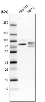 Western Blot: EXD2 Antibody [NBP1-88405]