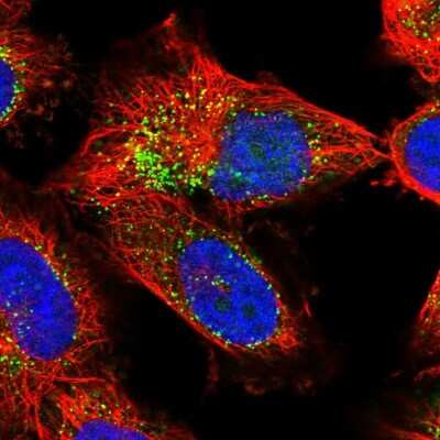 Immunocytochemistry/ Immunofluorescence: EXOC2 Antibody [NBP1-83786]