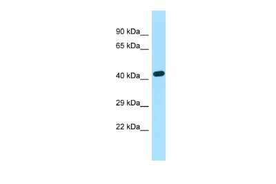 Western Blot: EXOC3L2 Antibody [NBP3-10693]