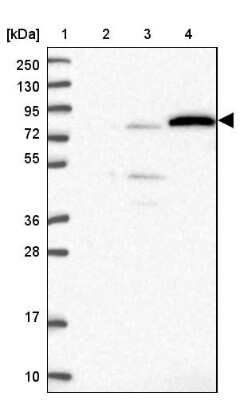 Western Blot: EXOC3L4 Antibody [NBP1-94124]