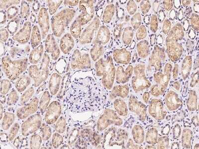 Immunohistochemistry-Paraffin: EXOC5 Antibody [NBP2-99472]