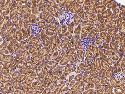 Immunohistochemistry-Paraffin: EXOC5 Antibody [NBP2-99472]
