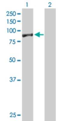 Western Blot: EXOC5 Antibody [H00010640-B01P]