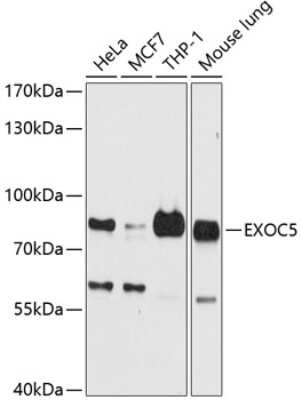 Western Blot: EXOC5 AntibodyBSA Free [NBP3-04973]