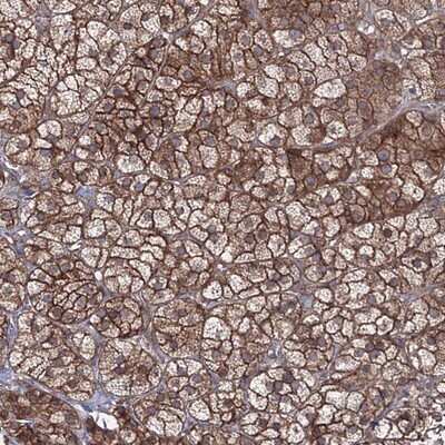 Immunohistochemistry-Paraffin: EXOC6 Antibody [NBP1-85031]
