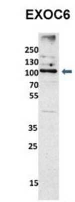 Western Blot: EXOC6 Antibody [NBP1-55430]