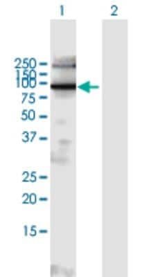 Western Blot: EXOC6B Antibody [H00023233-B01P]