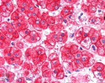 Immunohistochemistry-Paraffin: EXOC7 Antibody [NB100-94901]