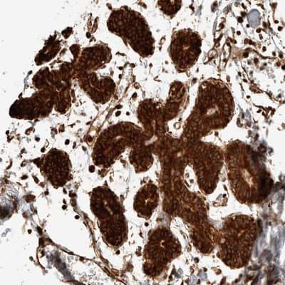 Immunohistochemistry-Paraffin: EXOC7 Antibody [NBP1-84767]