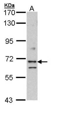 Western Blot: EXOC7 Antibody [NBP1-33333]