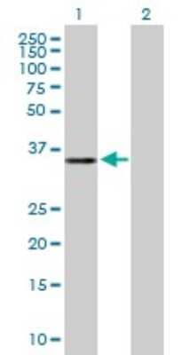 Western Blot: EXOD1 Antibody [H00112479-B01P]