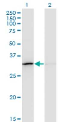 Western Blot: EXOSC3 Antibody (5C3) [H00051010-M03]